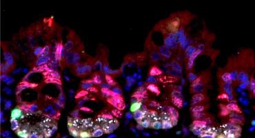 阻挡高剂量放射辐射新方法