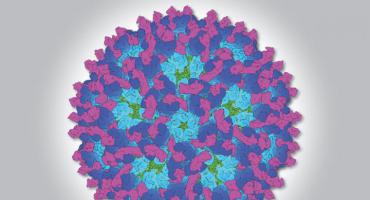 预防/治疗病毒性关节炎疫苗和药物的新线索