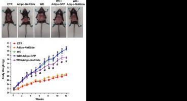每一次减肥失败背后都有一个命中注定的脂肪储存细胞