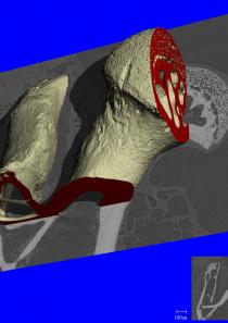 Micro-CT 扫描服务