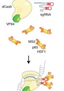 CRISPRa-SCREEN服务