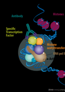 染色质免疫共沉淀（CHIP）