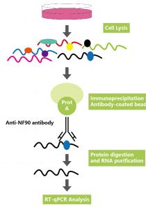 RNA免疫共沉淀(RIP)