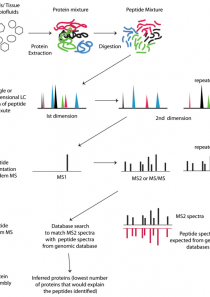 高通量蛋白质组学研究服务