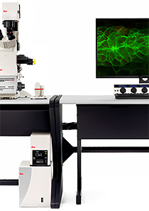 激光扫描共聚焦显微镜检测服务