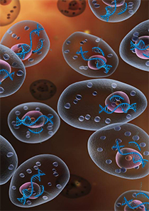 细胞系基因编辑