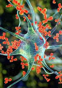 单克隆抗体定制服务