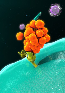 多克隆抗体定制服务