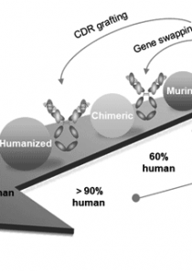 抗体人源化服务