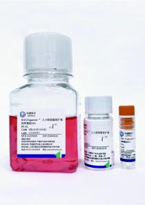 人小肠类器官定型试剂盒