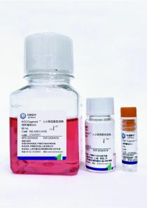 人小肠类器官成熟试剂盒