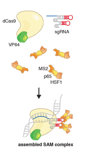 cas9-sam-1.jpg