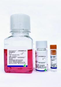 人肺泡类器官分化试剂盒